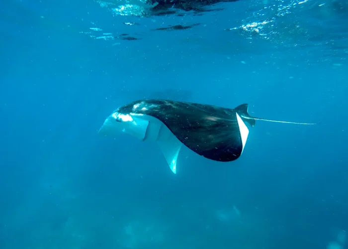 Komodo Island Image 3